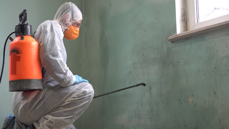 Why You Should Choose Our Mold Remediation Services in Adamstown, PA